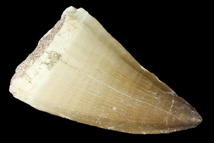Large, Mosasaur (Prognathodon) Tooth #163700